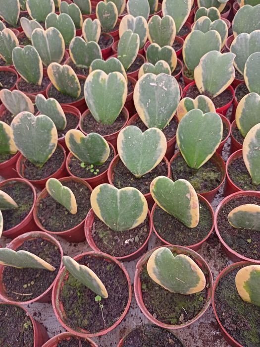 Продаю Подарочные Цветочки