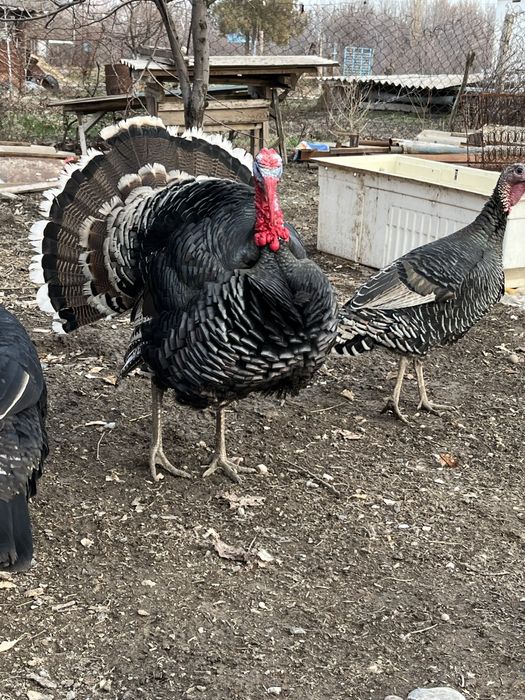 Продаются индюшки