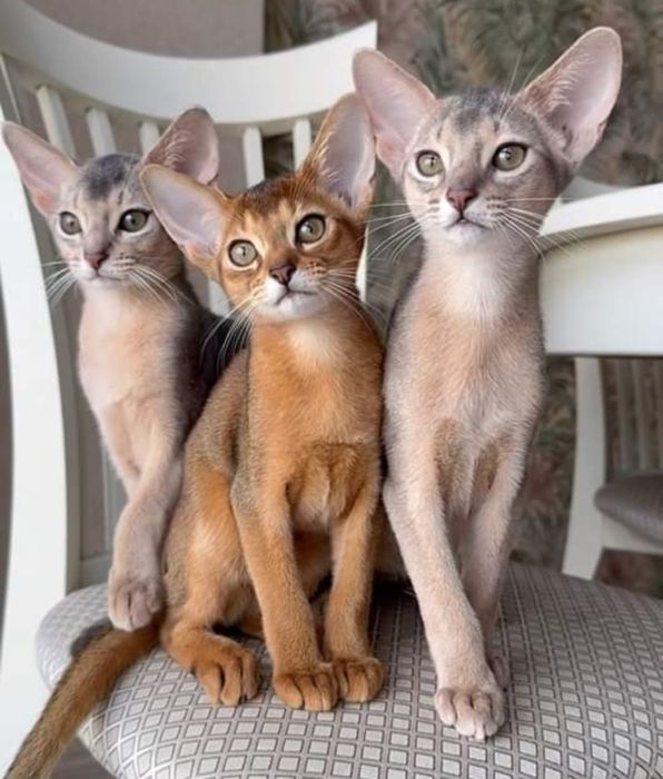 Аби детки всех окрасов