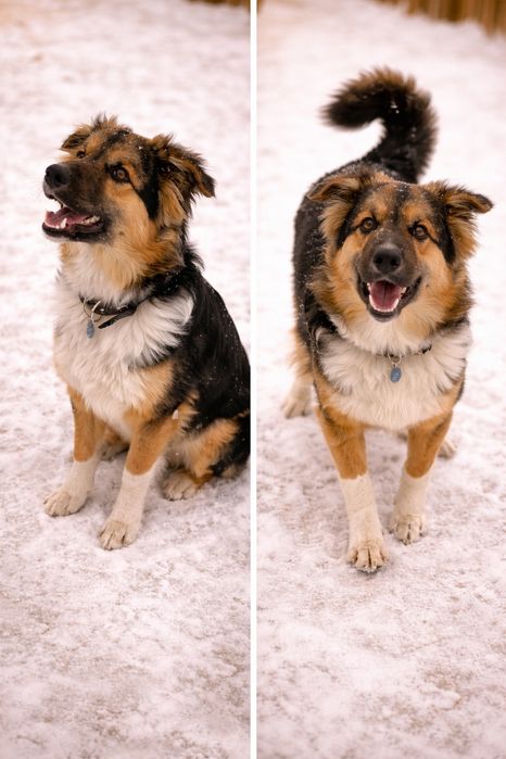 Щенок в поисках дома. Собака, пес.