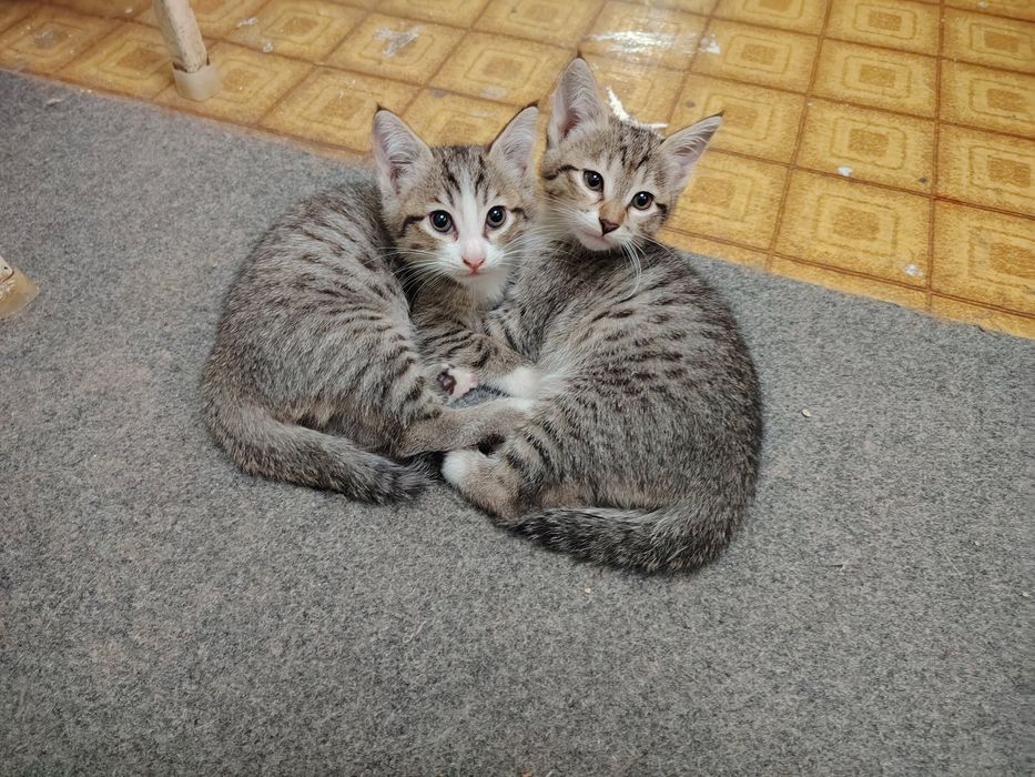 Котята, ждут своих хозяев.