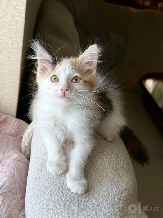 Котенок девочка