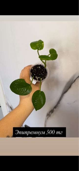 Комнатные растения