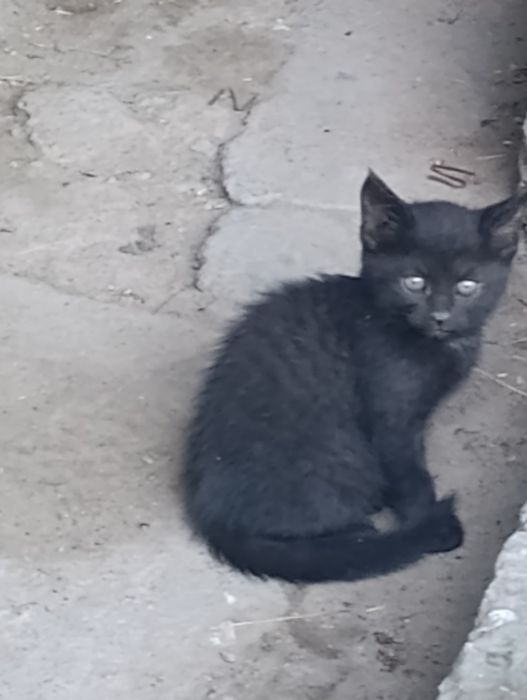 Отдам даром котят