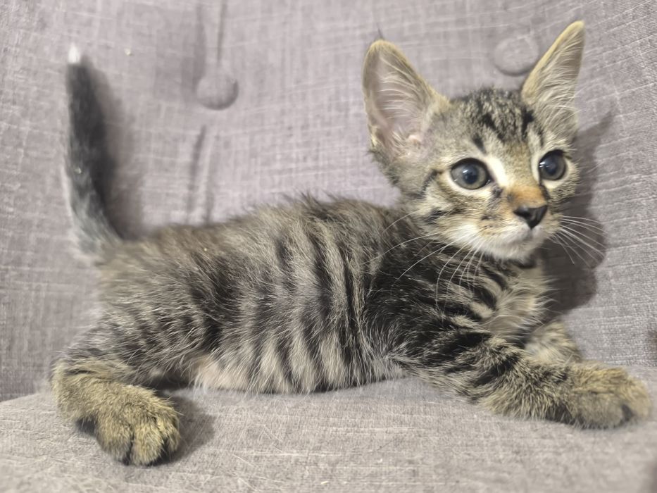 Котенок в поиске дома