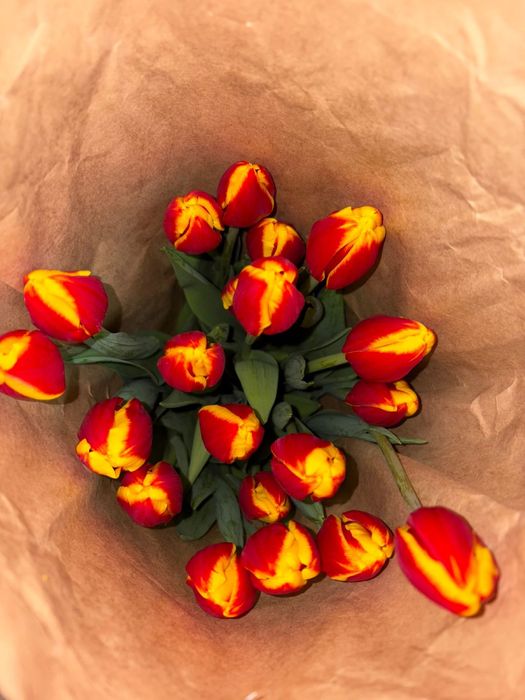 Тюльпаны оптом и в розницу