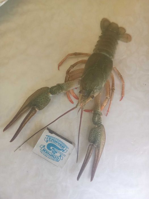 Свежый живые РАКИ
