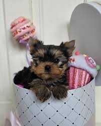 Yorkshire terrier mini toy transport gratuit
