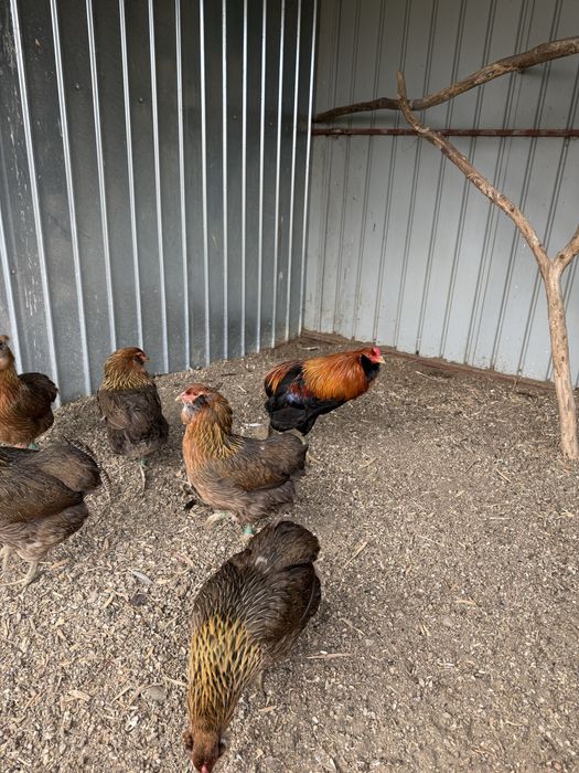 Araucana gat auriu