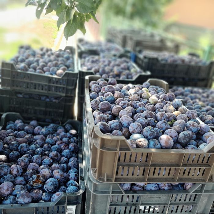Vand prune de tuica