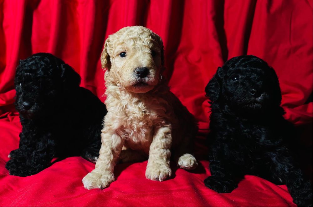 Продам щенков Той-пуделя