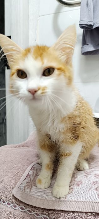 Котёнок девочка 4 месяца