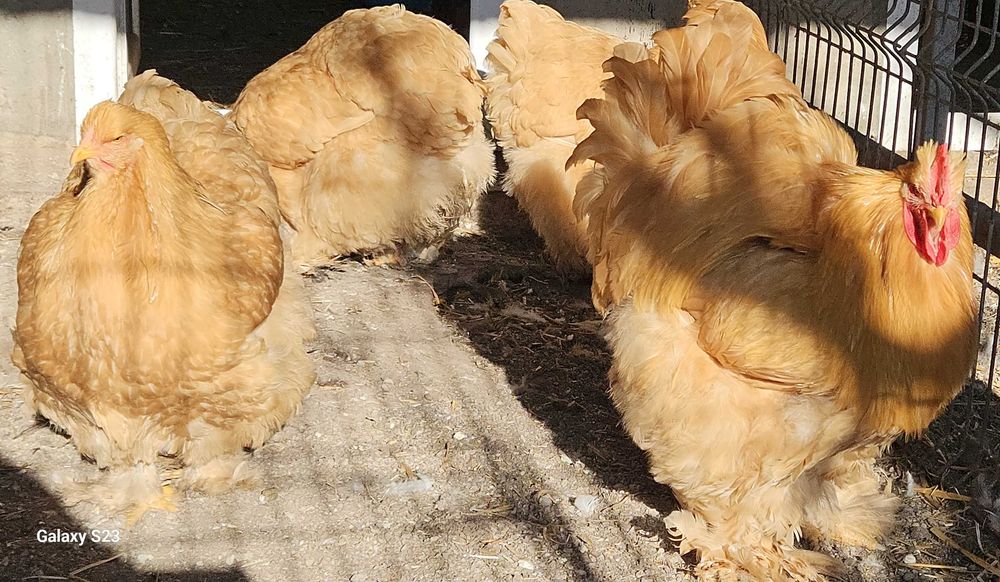 Oua pentru incubat de gaini din rasele outoare si grele