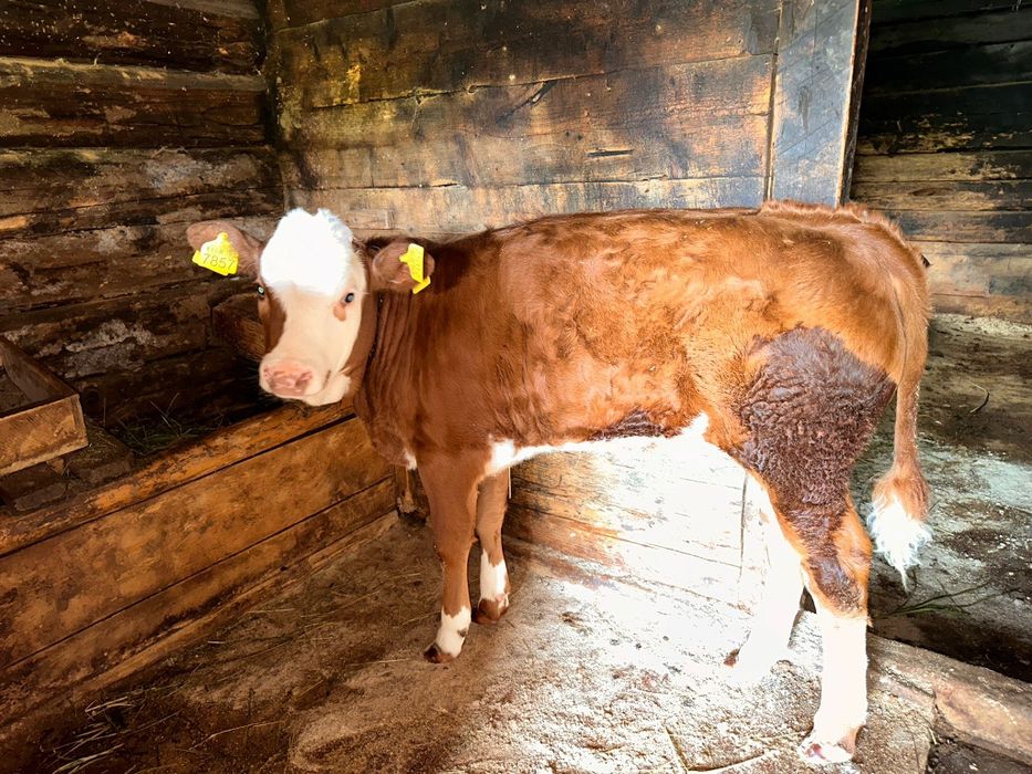 Vaca cu vițea de vanzare