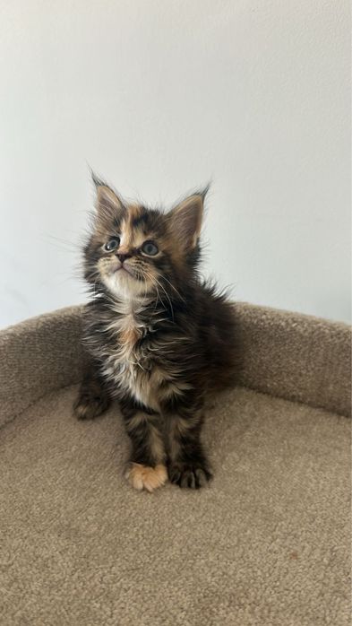 Гиганты!Котята! Мейн-Кун!