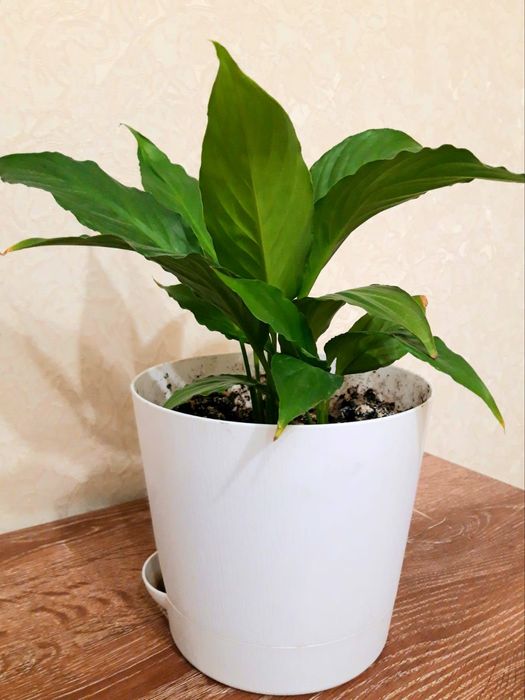 Продам куст спатифиллума