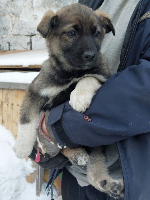 Отдам щенков, девочки.
