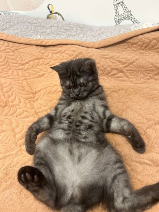 Продам котенка 4 месяца