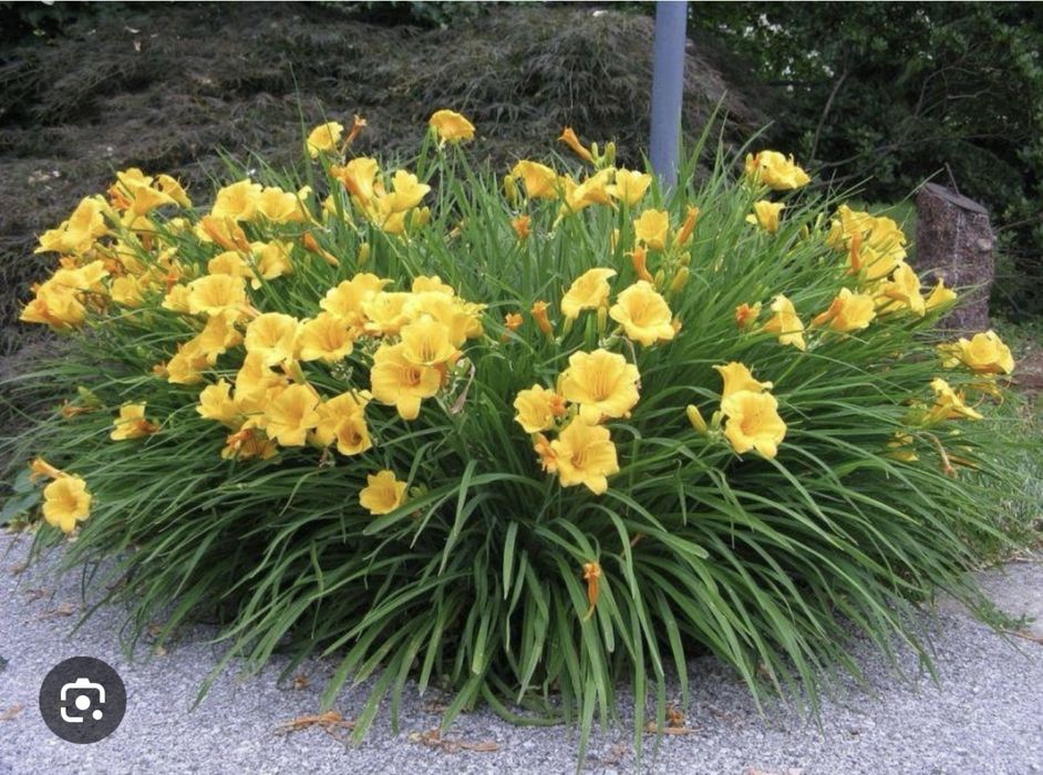 Лилейник желтый раннецветущий