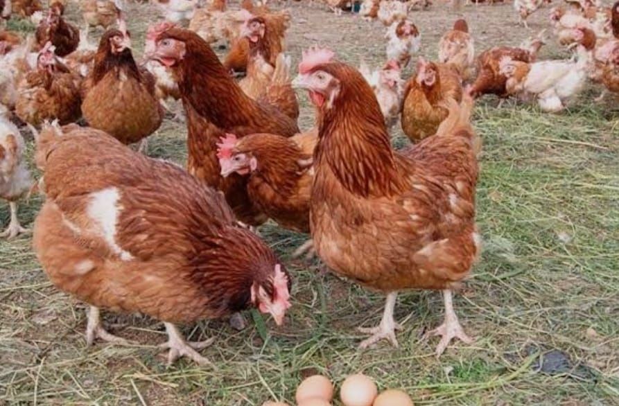 Куры Ломан Браун несушки