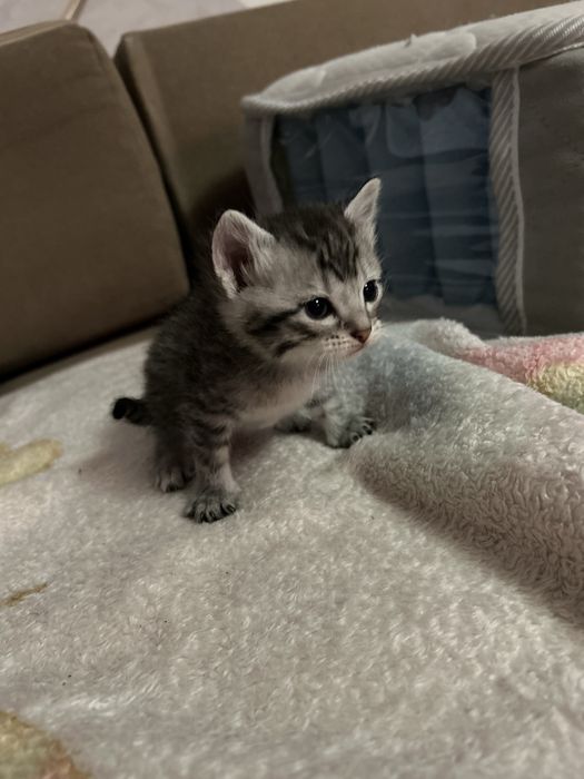 Кошка шотланские вислоухия