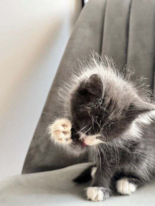 Отдам котят миленький