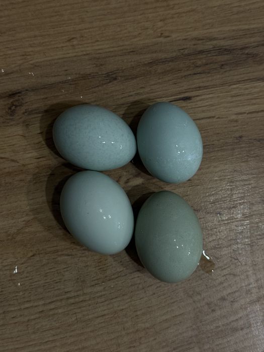 Разноцветные домашние яйца