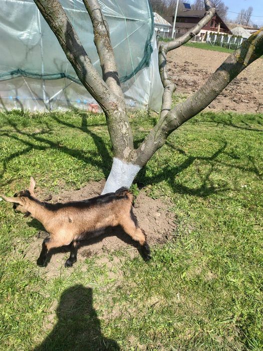 Iedute Alpin Francez