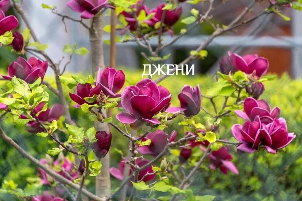 Магнолия 19 различни видове