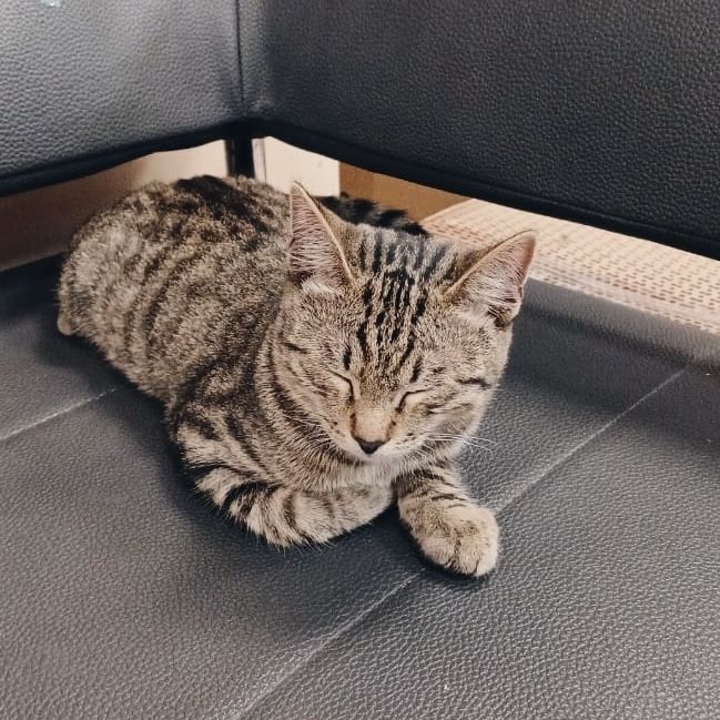 Котенок-подросток ищет семью