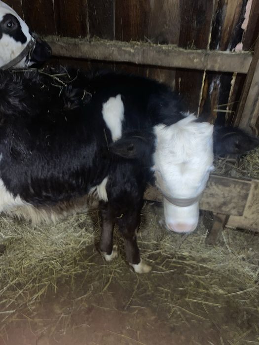 Vand o baltata pe negru