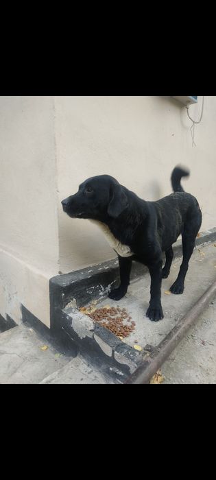 Собака в хорошие руки