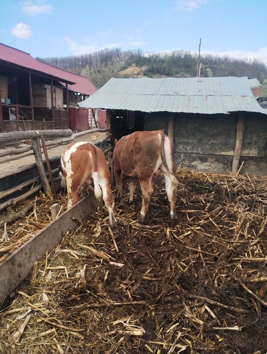 Tăurași de vânzare, mai multe detalii la numărul de telefon 0771510886