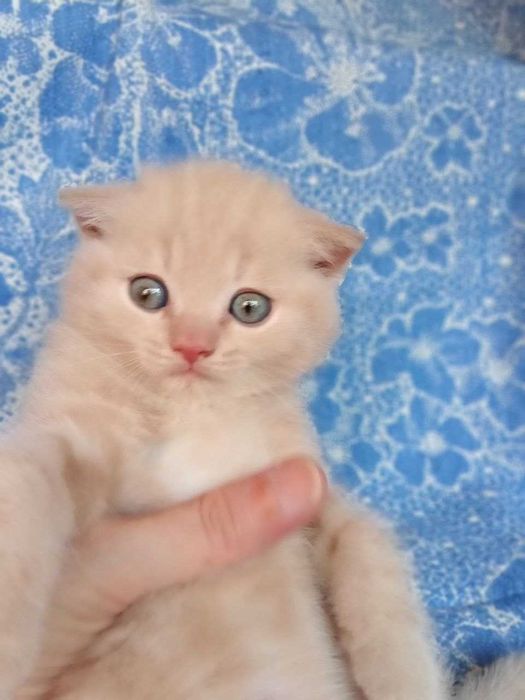 Котята Скоттиш Страйт