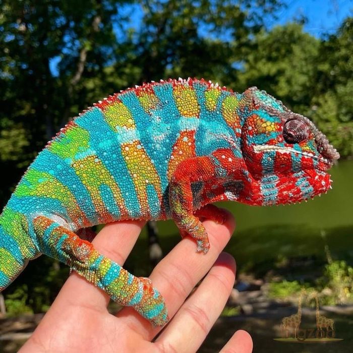 редкий вид хамелеона