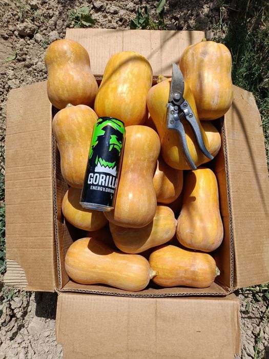 Тыква. Асқабақ..