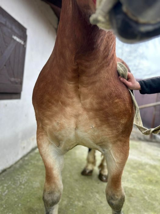 Vand mânză de un 1 si 7 luni