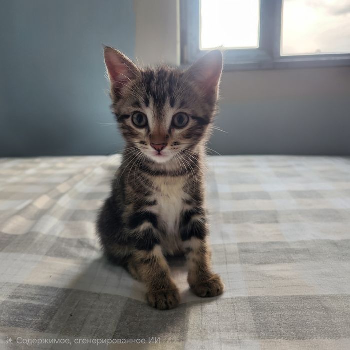 Отдам 2 котёнка в хорошие руки