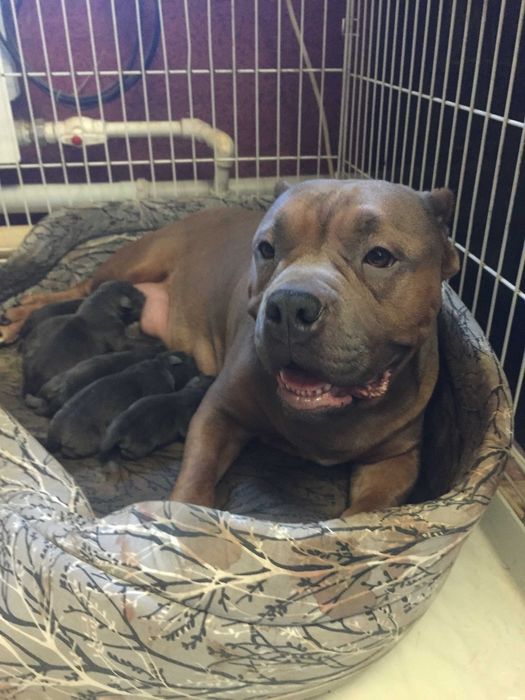 американский булли