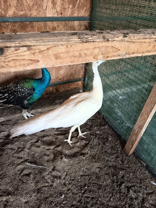 Vând păuni ,,Păunițe "