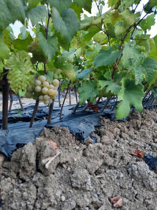 Butași Viță De Vie Hibridă