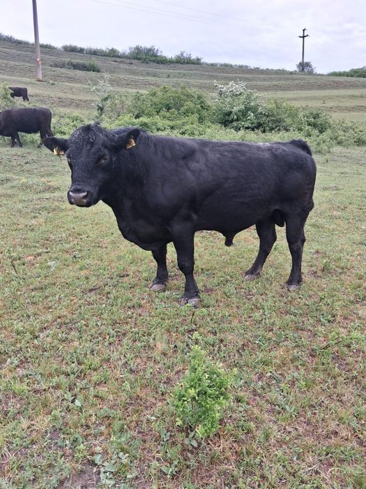Vand /Schimb Taur De Monta Angus