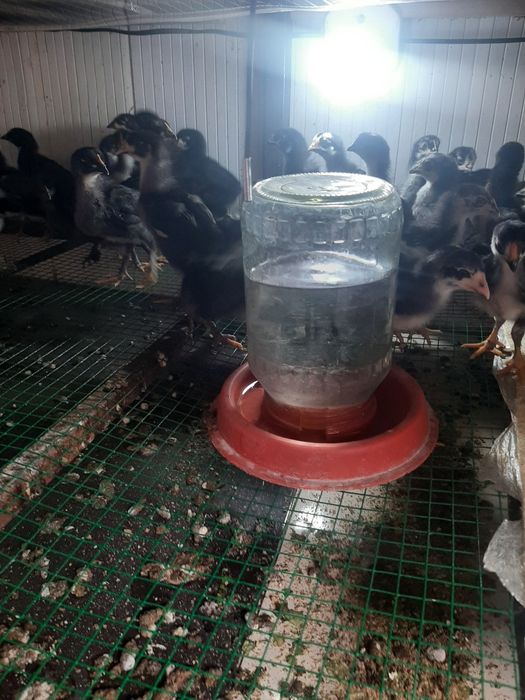 Qora Andijon toviģi jojasi