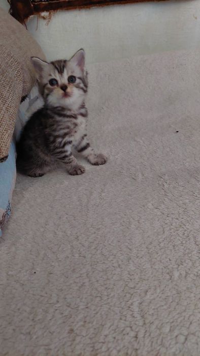 Котята. Г.Шымкент район Казбакалейторг