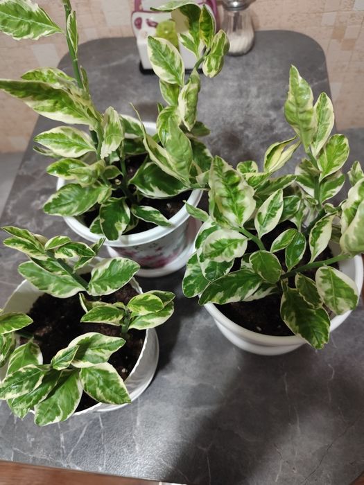 Продам педилантус