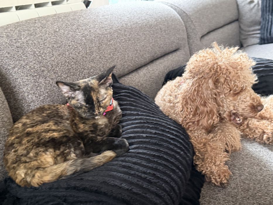 Котка,  devon rex