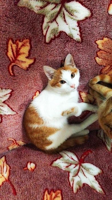 Милые котята 3 мес кошечки 8 мес