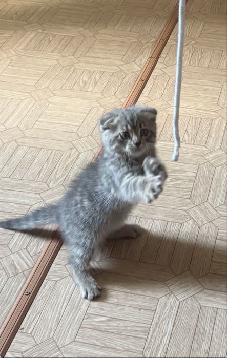 Котенок шотландский вислоухий,