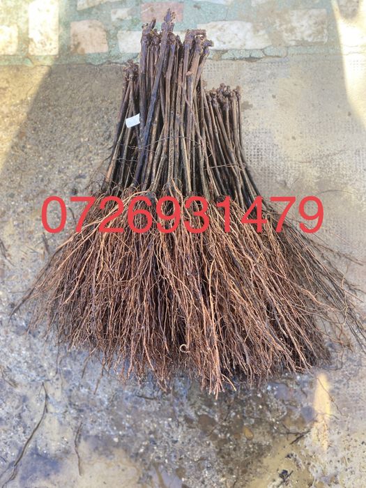 Butasi vita de vie altoita anul 2