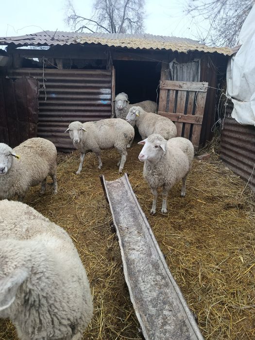 В Продажи Жирные баран.